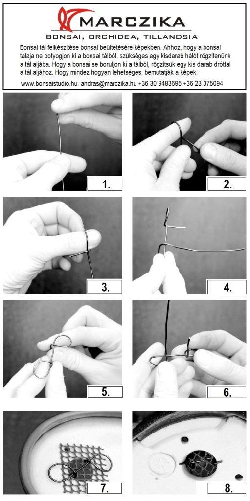 bonsai tal felkeszitese elokeszitese bonsai atultetese elott